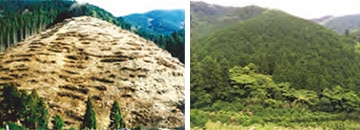 1993年3月植樹前の森と2018年6月時点の森