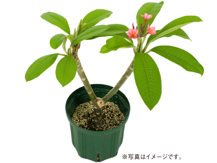［ラニハワイ］プルメリア鉢植え