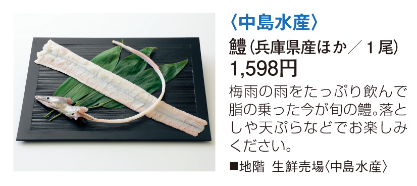 中島水産 鱧