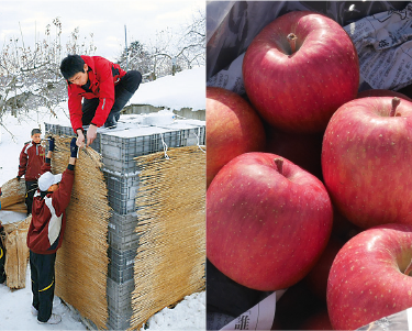 雪室りんご（道の駅なみおか アップルヒル）