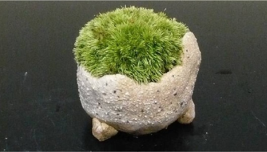 苔盆栽ワークショップ