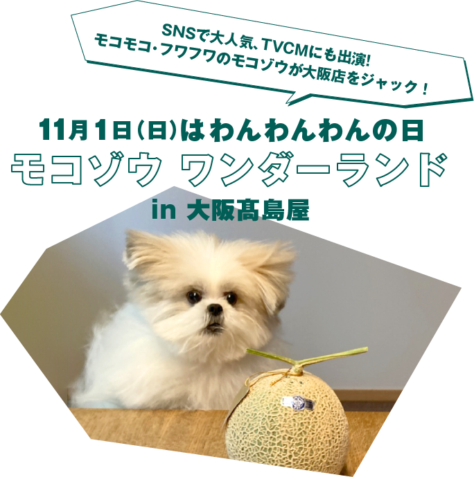 SNSで大人気、TVCMにも出演! モコモコ・フワフワのモコゾウが大阪店をジャック! 11月1日(日)はわんわんわんの日 モコゾウ ワンダーランド in 大阪高島屋