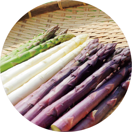 野楽 アスパラガス