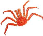 初夏の大北海道展 メインビジュアル装飾アイコン1