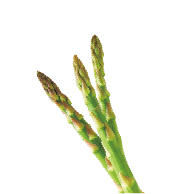 初夏の大北海道展 メインビジュアル装飾アイコン4