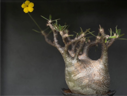 〈鶴仙園〉POP UP SHOPのイメージ