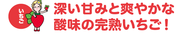 いちご 深い甘みと爽やかな酸味の完熟いちご！