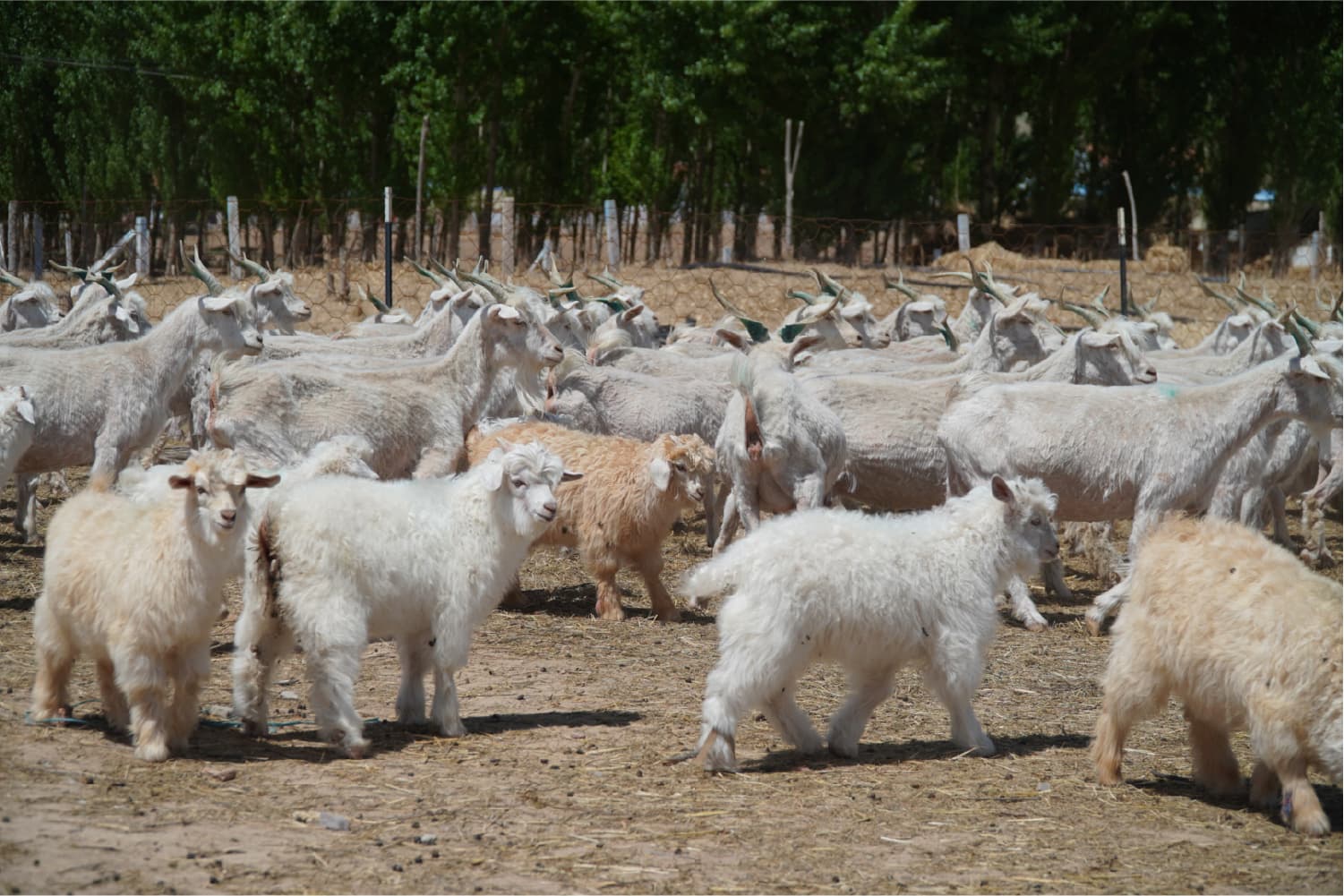 カシミヤヤギの群れ