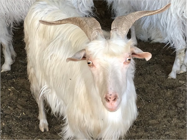 ヤギの画像