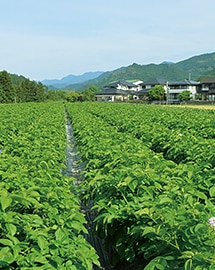 高知県 山下農園の畑