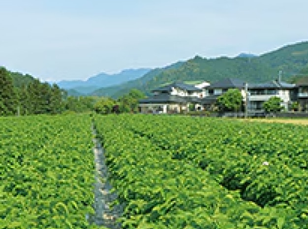 高知県 山下農園の畑