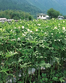 京都府 長澤有機農業塾の畑
