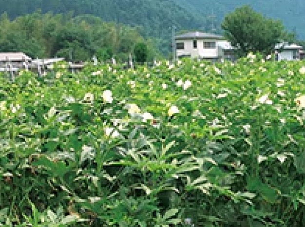 京都府 長澤有機農業塾の畑