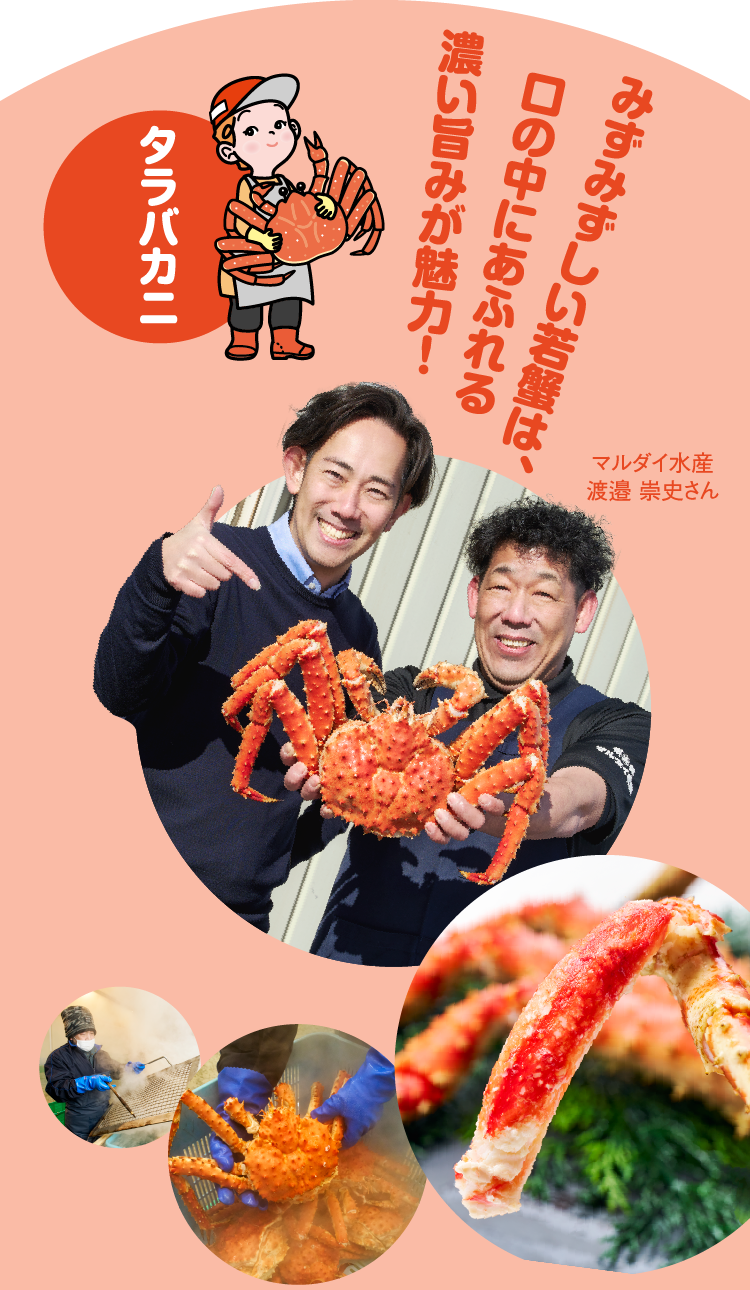 タラバカニ やわらかくみずみずしい若蟹は、口の中にあふれる濃い旨みが魅力！ マルダイ水産 渡邉 崇史さん