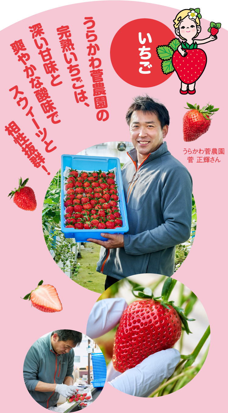 いちご うらかわ菅農園の完熟いちごは、深い甘味と爽やかな酸味でスウィーツと相性抜群！ うらかわ菅農園 菅 正輝さん