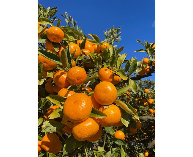 ［すぎもと農園］期間限定販売