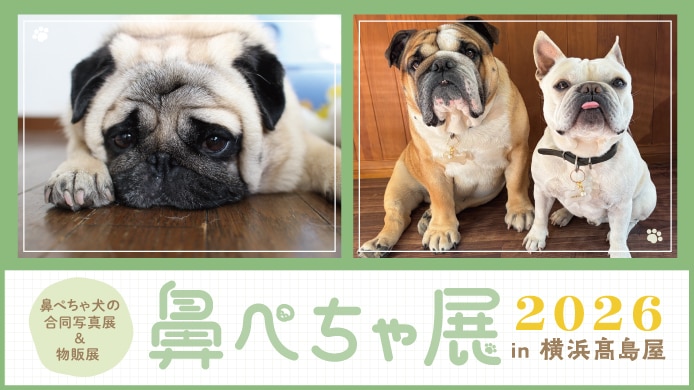 鼻ぺちゃ展 2026 in 横浜高島屋