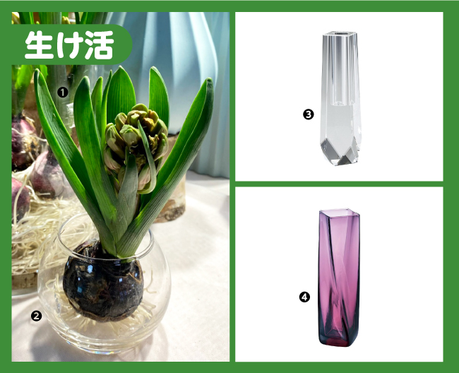 球根活花 ヒヤシンスとガラスの器、一輪挿し各種