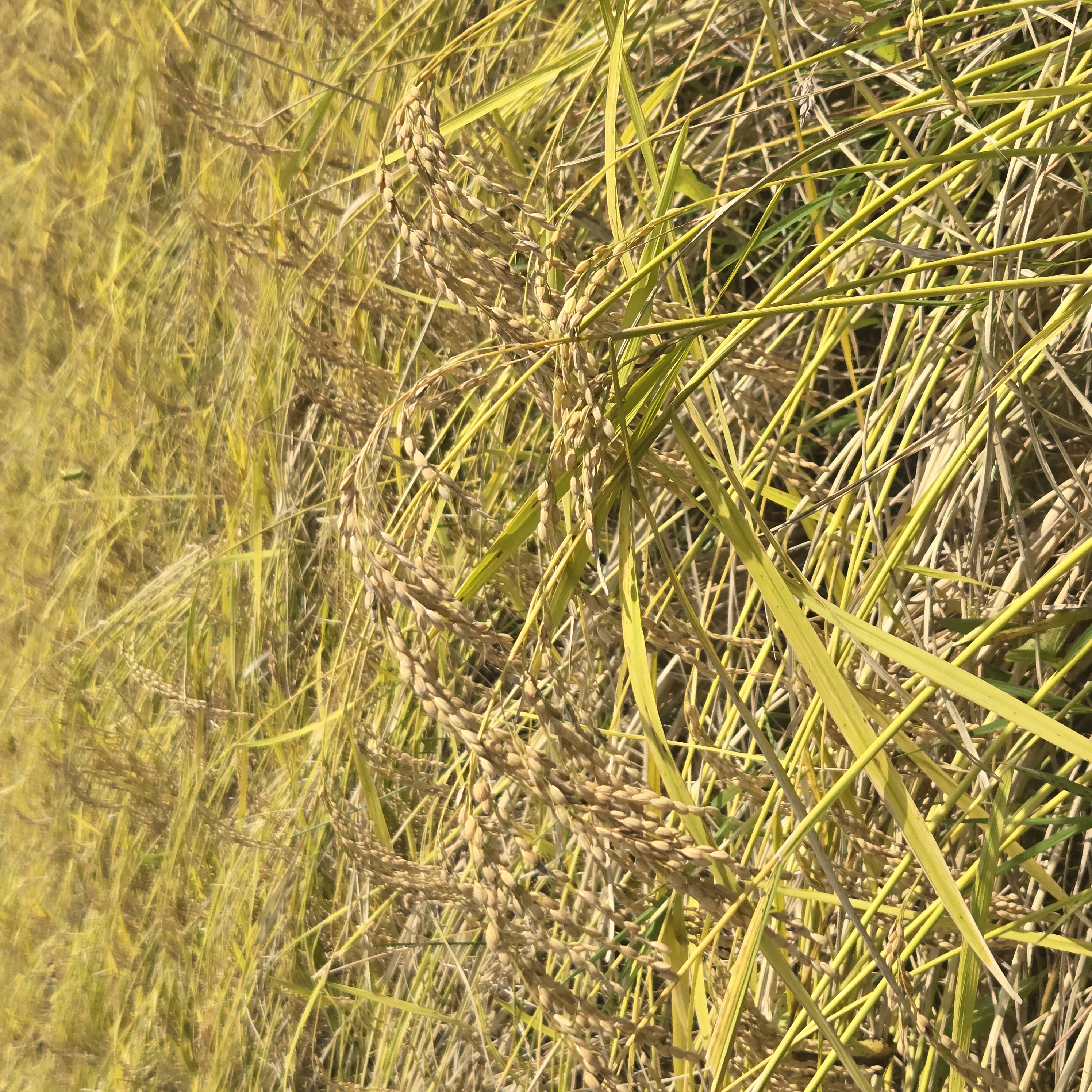 在来品種・自然栽培のコシヒカリ