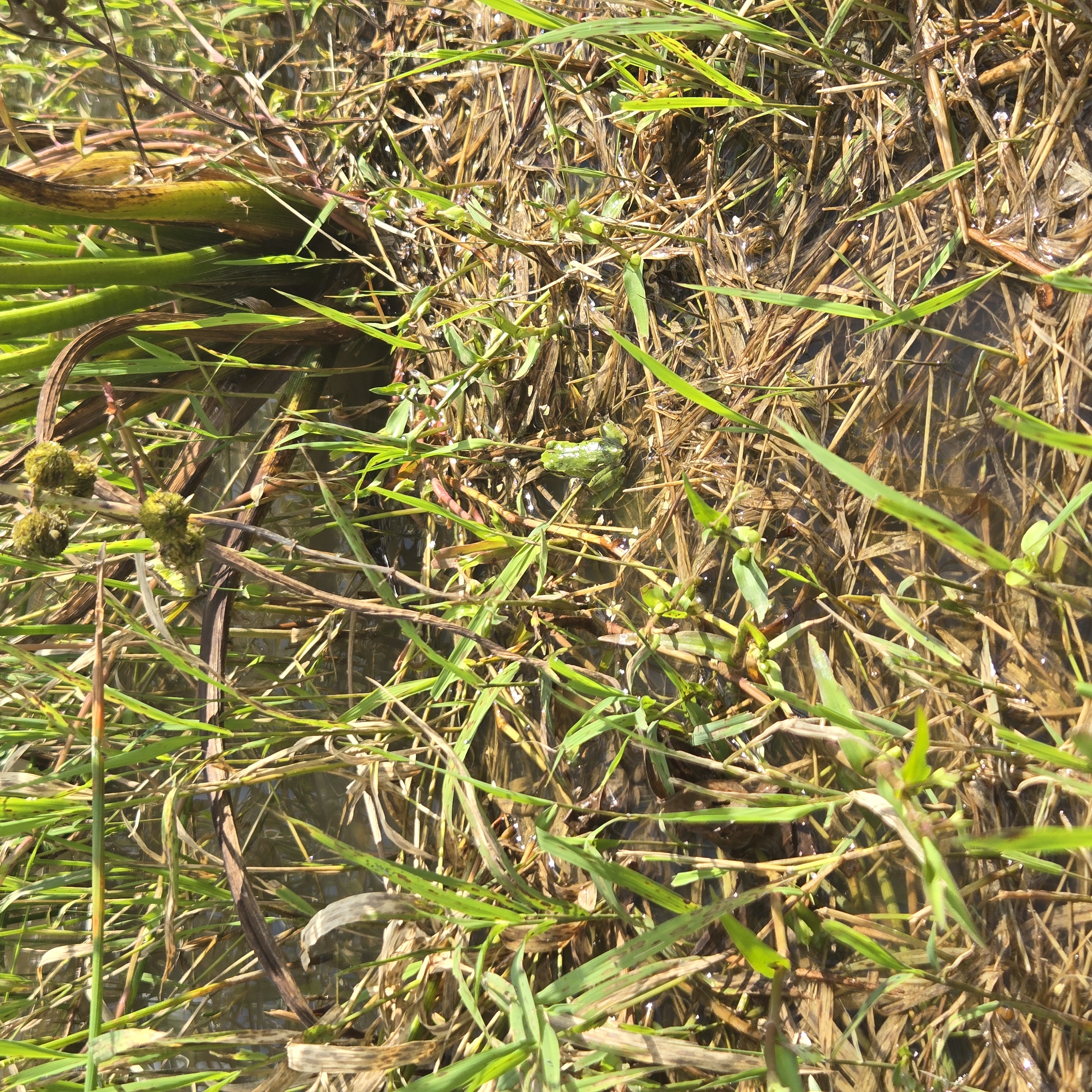 多様な生物が生息する土壌