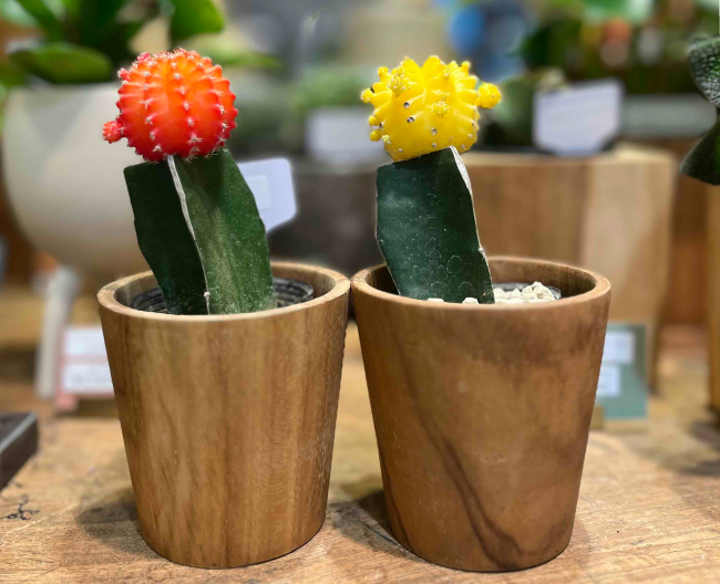 Bubu 植物