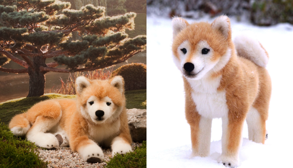 柴犬伏せと柴犬立ち