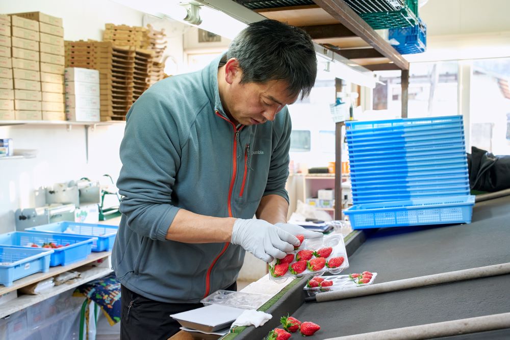菅社長がいちごをパック詰めする画像
