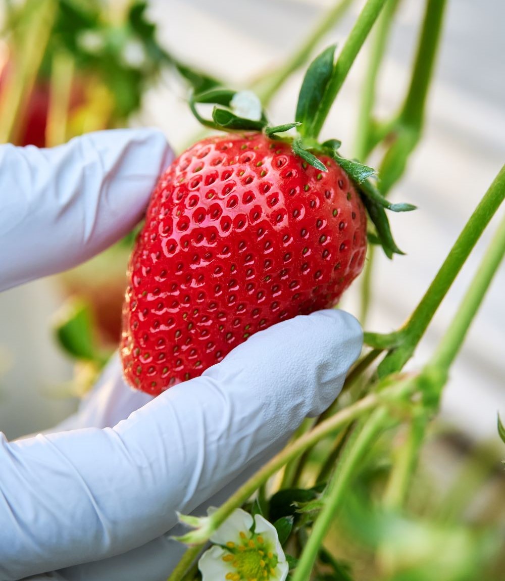 うらかわ菅農園のいちご画像