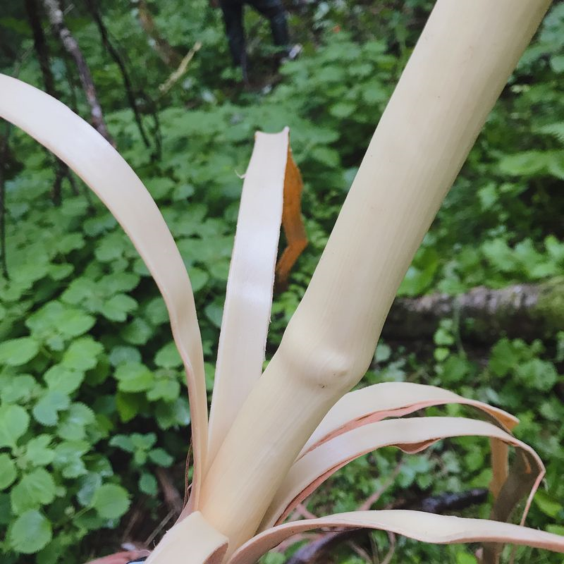 山葡萄の蔓