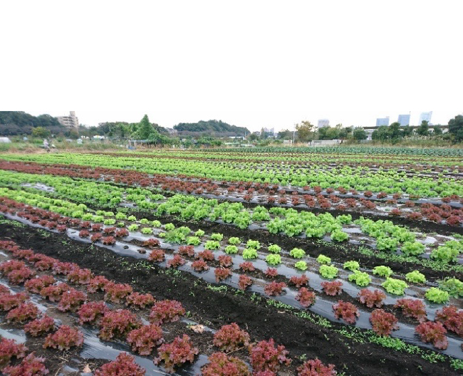 サニーレタス畑の写真