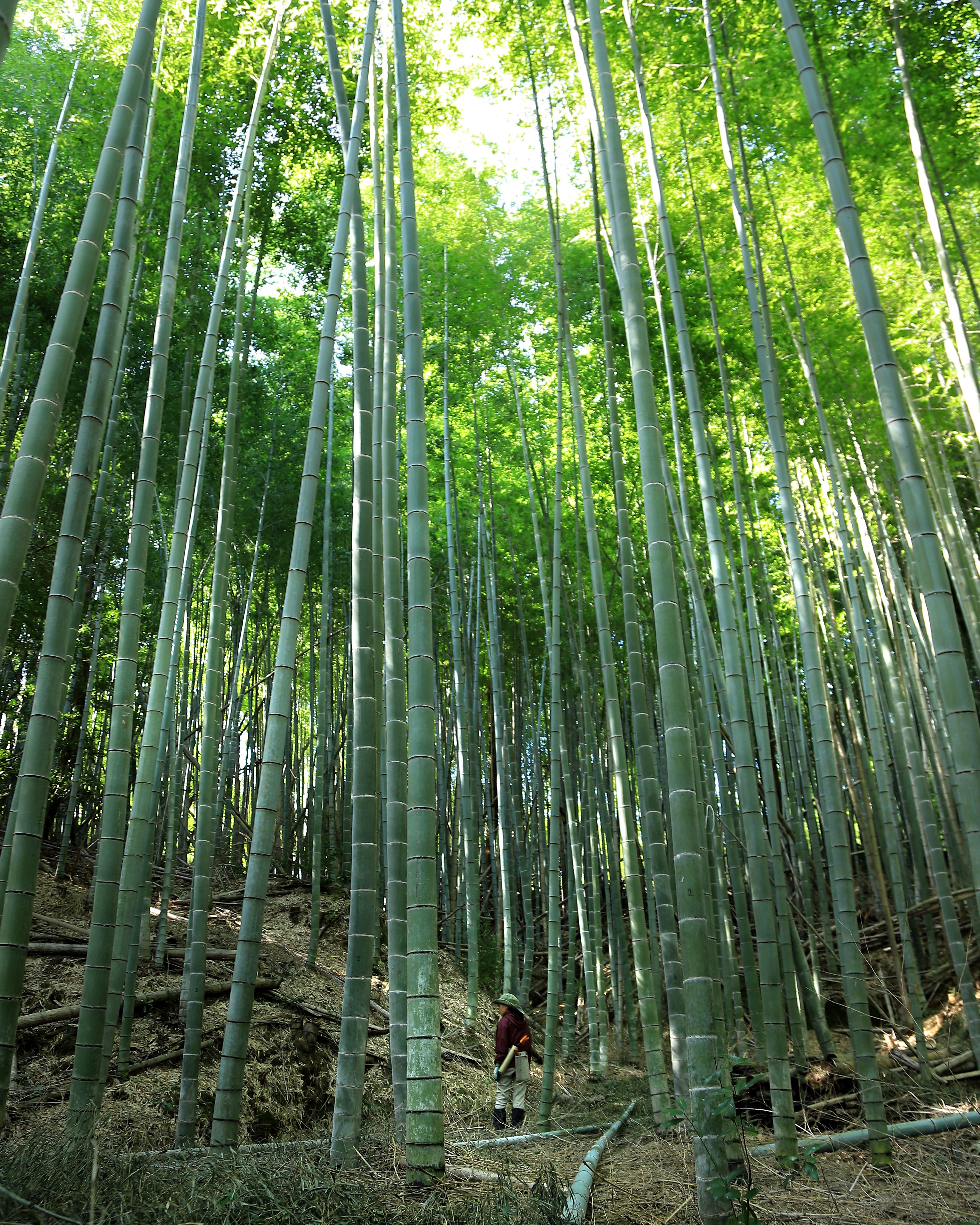 竹林
