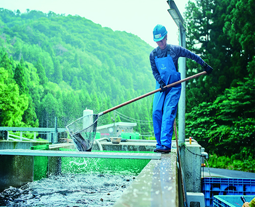 養殖場のサーモンを掬う写真