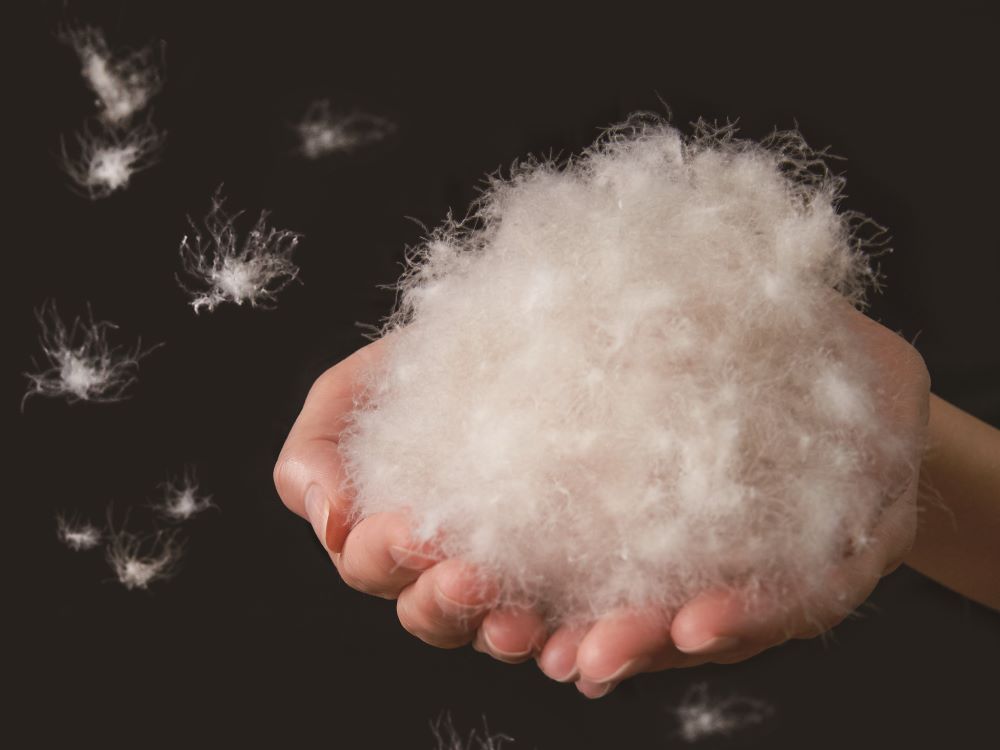 羽毛のイメージ画像