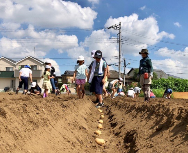 農業体験イベントでジャガイモを植えている写真
