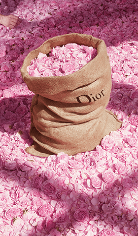 image of Fragrance 4