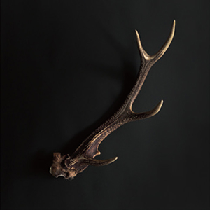 鹿の角