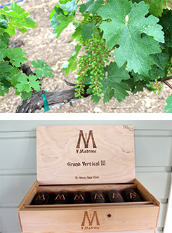 ブドウとワイン