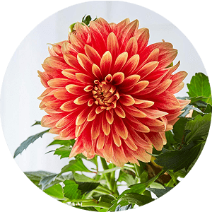 その他のお花・植物