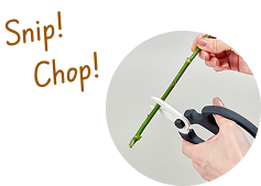 Aoyama Flower Market ANNEX（青山フラワーマーケット アネックス）　フラワーシザー