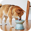 自然な体勢で食事ができるフードボウル 