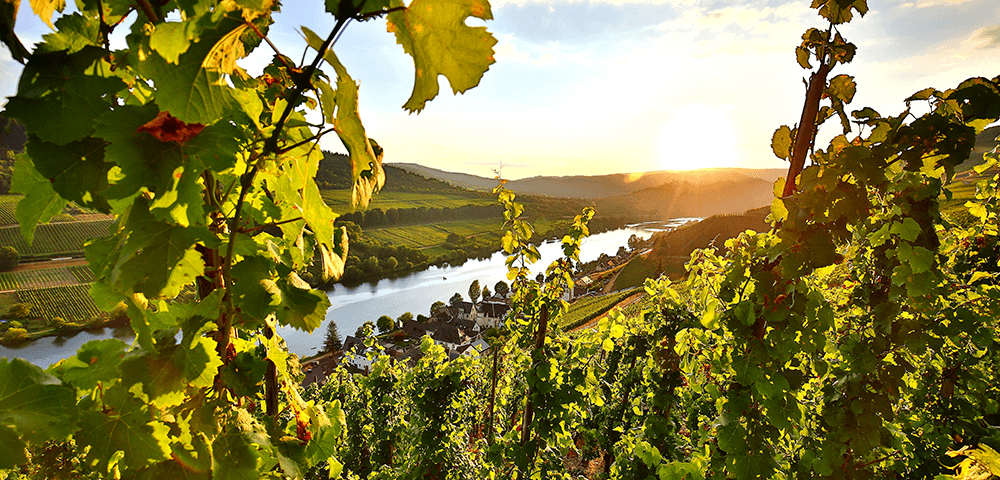 ドイツワインの産地