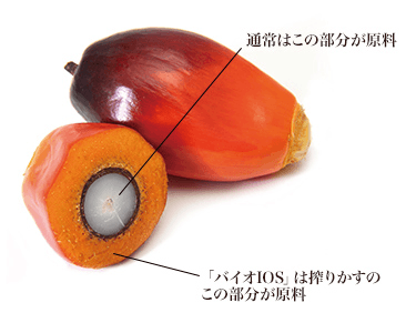 原料となるアブラヤシの実