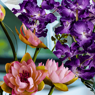 バンダ＆ロータス