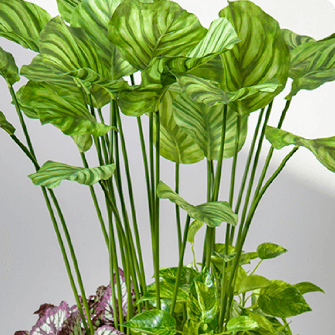 グリーン(観葉植物)