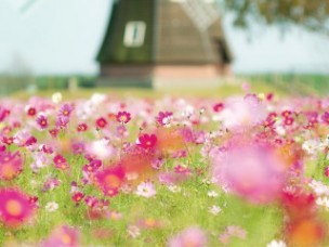 あけぼの山農業公園 コスモス