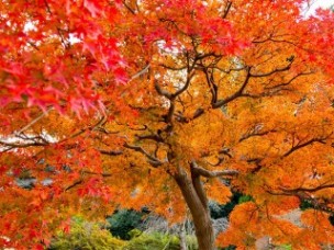 清水公園の紅葉