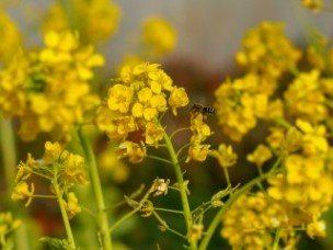 手賀沼沿いの菜の花畑