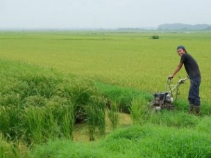 田んぼの風景