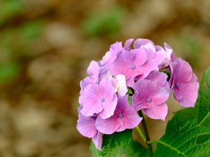 あけぼの山農業公園