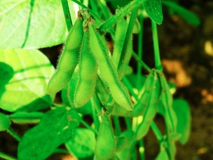 今が旬のジモト野菜　枝豆